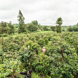 Grand Parade Coffee Importer Kenya AA Unroasted Coffee Beans. Rungento Kirinyaga Kii Specialty arabica African green coffee beans. Organic, fair trade single origin Kenyan raw coffee. Nyeri, cup of excellence, award winning raw coffee. Home roasters green coffee from roasting medium dark espresso whole bean. Home brewing