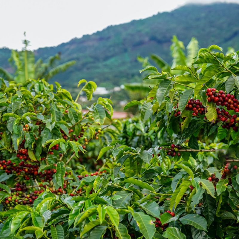 Burundi Kayanza Medium Roast Fair Trade Coffee