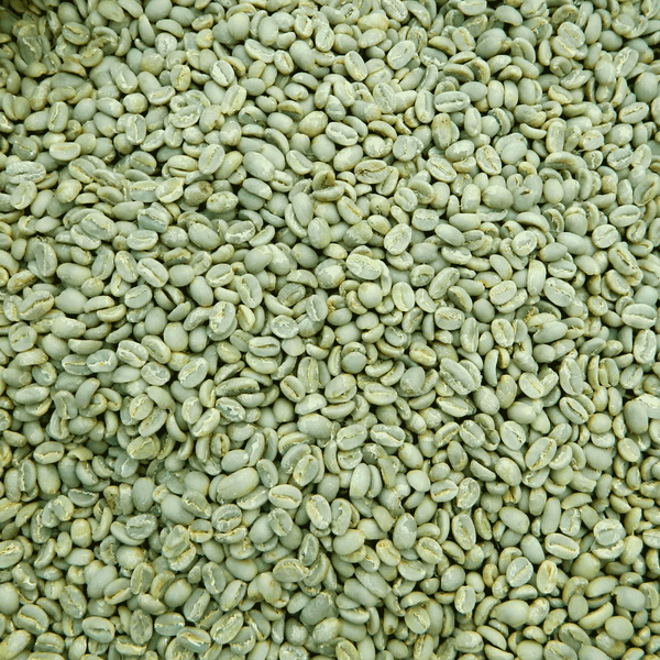 Grand Parade Coffee, Organic Ethiopia Sidamo unroasted coffee Beans. Washed process, specialty arabica Ethiopian green coffee beans for roasting by home roasters.