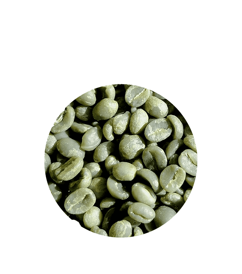 Grand Parade Coffee, Kenya AA Nyeri Pearless unroasted coffee beans. Specialty arabica green coffee beans.